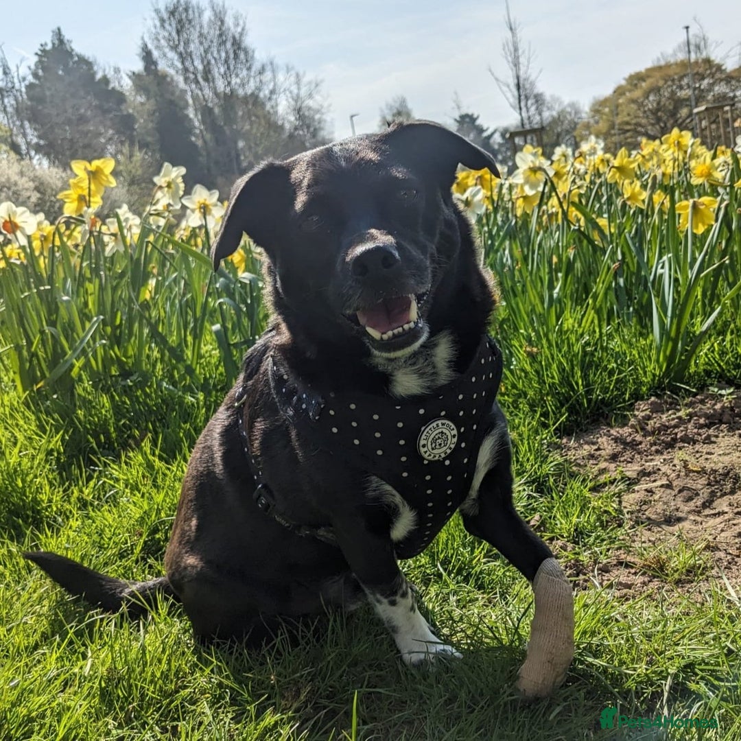 Mixed Breed dogs for adoption: Winston (Tripaw Terrier mix) - Image 11