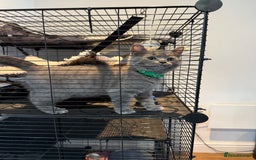 British Shorthair cats for sale: British shorthair kitten  - Image 5
