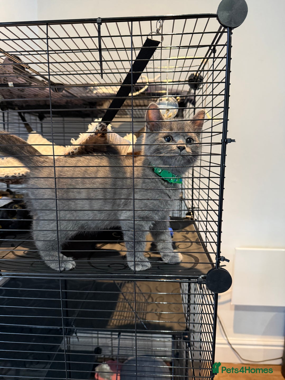 British Shorthair cats for sale: British shorthair kitten  - Image 5