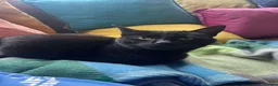 Mixed Breed cats for adoption: Gentle, Sweet Kitty (Cat, Dog and Kid-friendly) - Advert 5