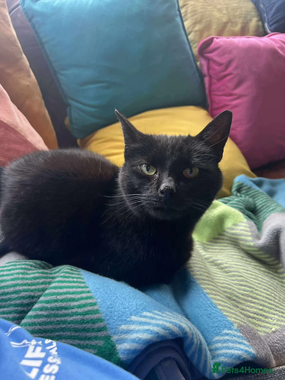 Mixed Breed cats for adoption: Gentle, Sweet Kitty (Cat, Dog and Kid-friendly) - Advert 5