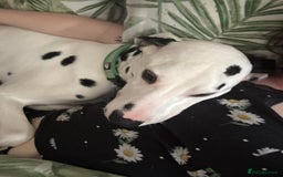 Dalmatian dogs for sale: Buddy the Dalmatian  - Image 4