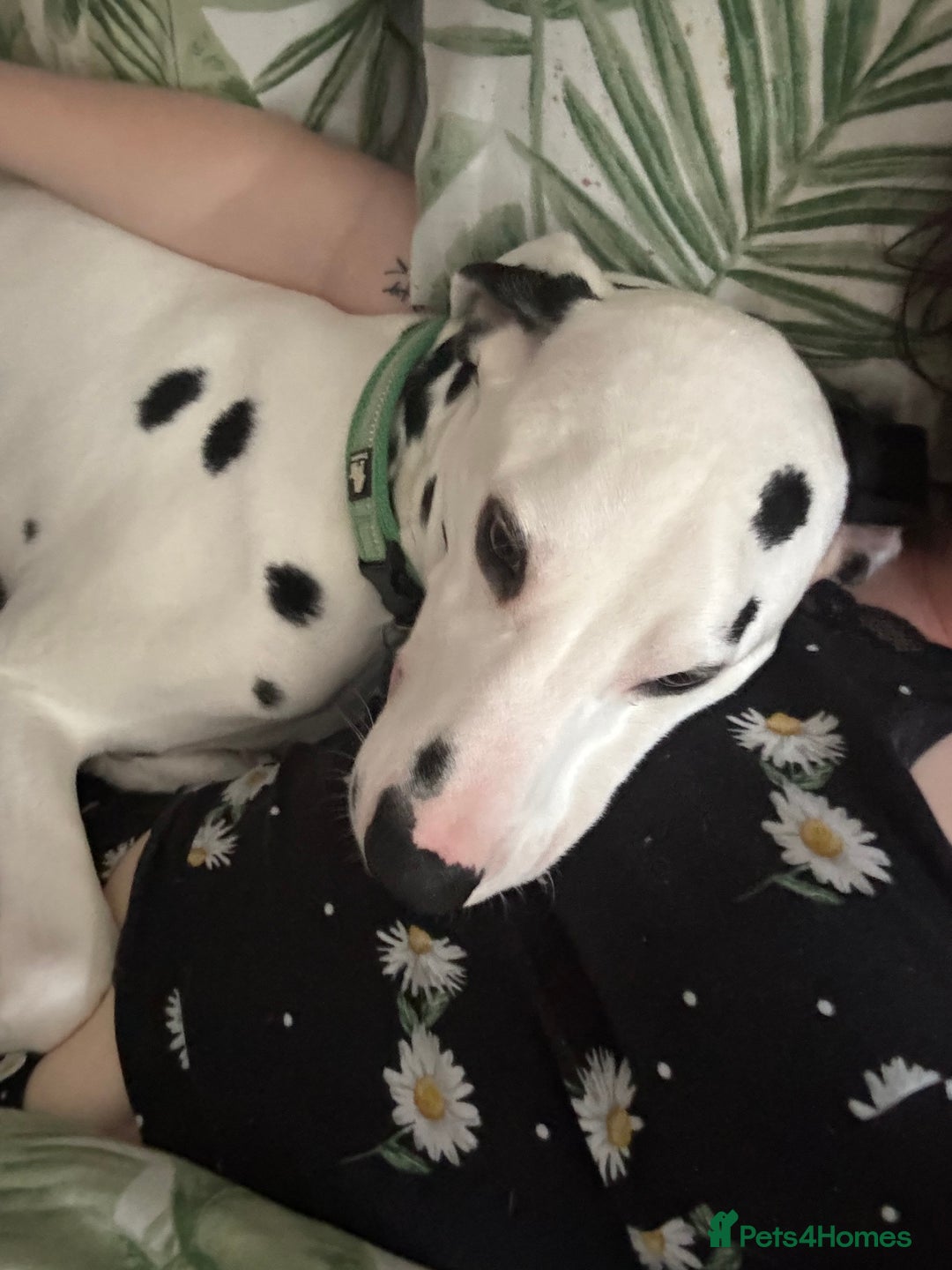 Dalmatian dogs for sale: Buddy the Dalmatian  - Image 4