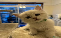 Siberian cats for sale: Siberian Neva Masquerade Kittens - Image 14