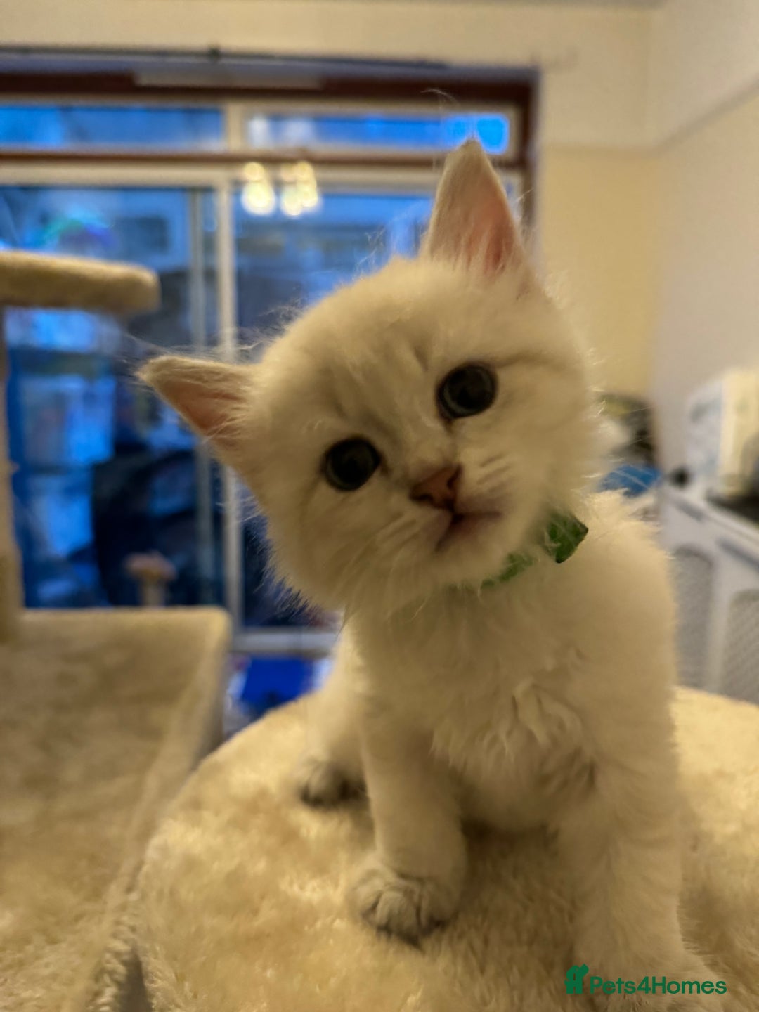 Siberian cats for sale: Siberian Neva Masquerade Kittens - Image 14