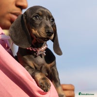 Miniature Dachshund dogs Blue and tan miniature dachshund - Advert 2