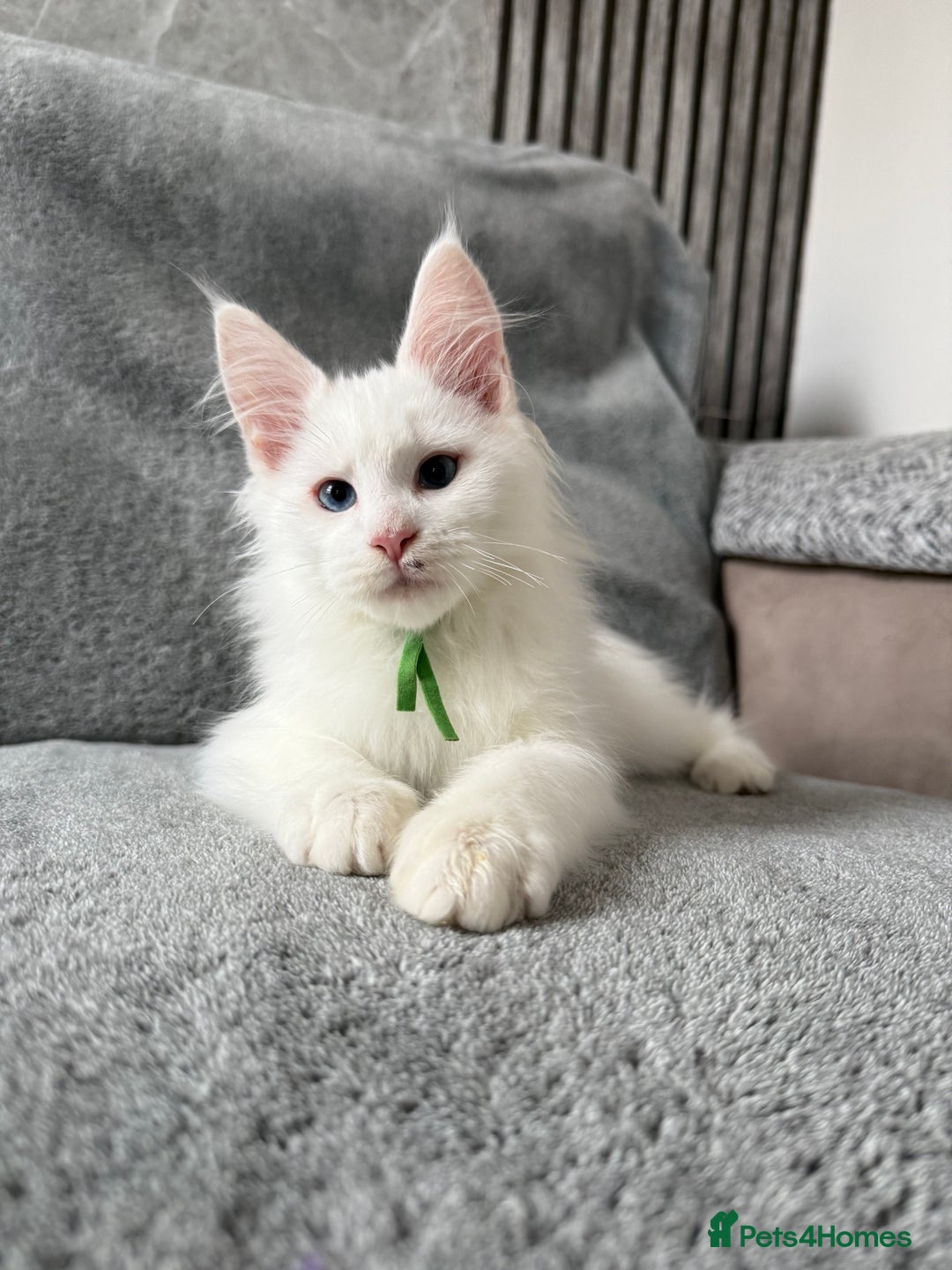 Maine Coon cats for sale: Maine Coon Kittens TICA Registered Cattery  - Image 18