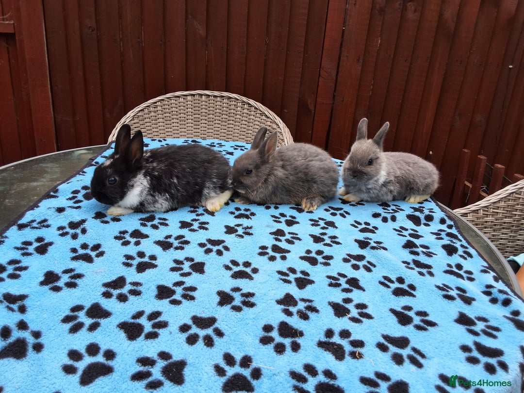 Netherland Dwarf rabbits for sale: 3 Netherland Dwarf bunnies ready 4 forever homes  - Image 4