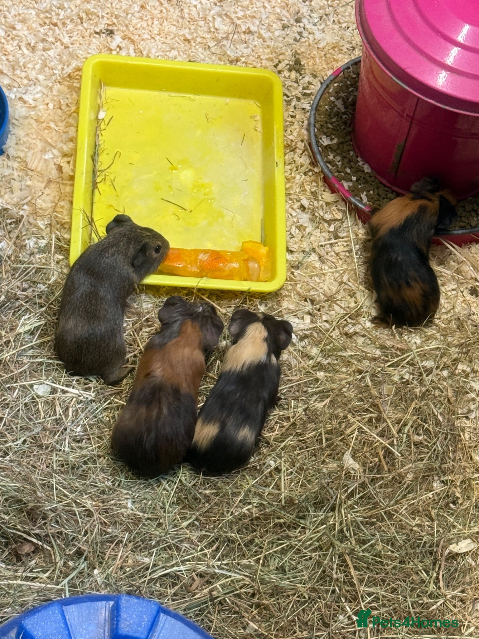 Guinea Pig rodents Baby male guinea pigs for sale - Advert 2