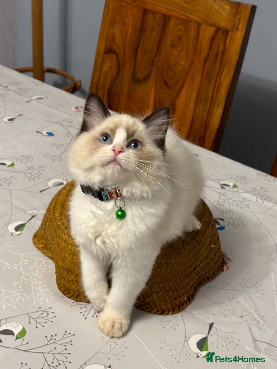 Ragdoll cats for sale: TICA Registered Ragdoll Kittens - Advert 33