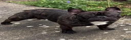 French Bulldog dogs for stud: Standard brindle stud  - Advert 9