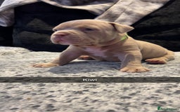 American Bully dogs for sale: Stunning pocket bullie’s  - Image 18