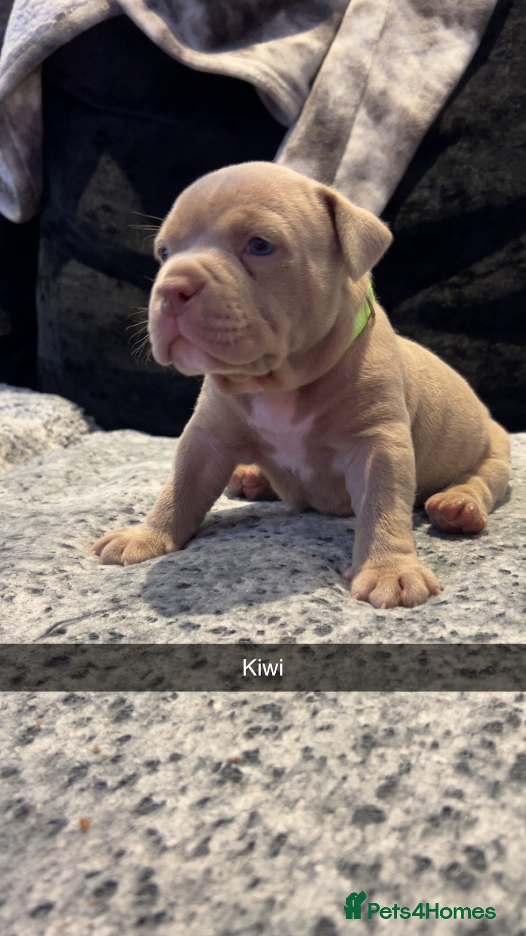 American Bully dogs for sale: Stunning pocket bullie’s  - Image 18