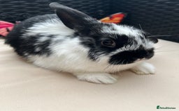 Lionhead rabbits for sale: ⭐️Pure Breed lionheads⭐️ in Halstead - Image 5