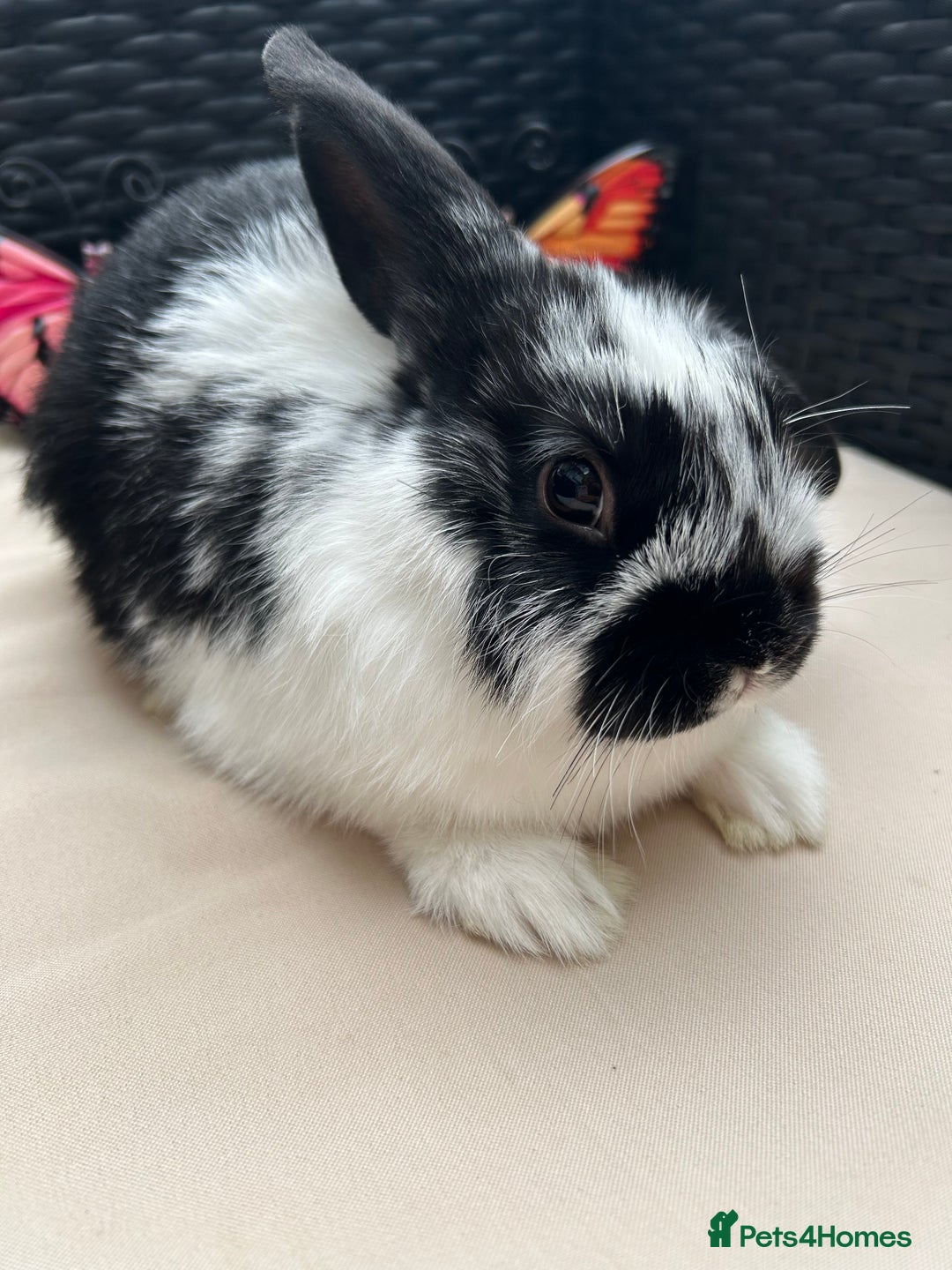 Lionhead rabbits for sale: ⭐️Pure Breed lionheads⭐️ in Halstead - Image 5