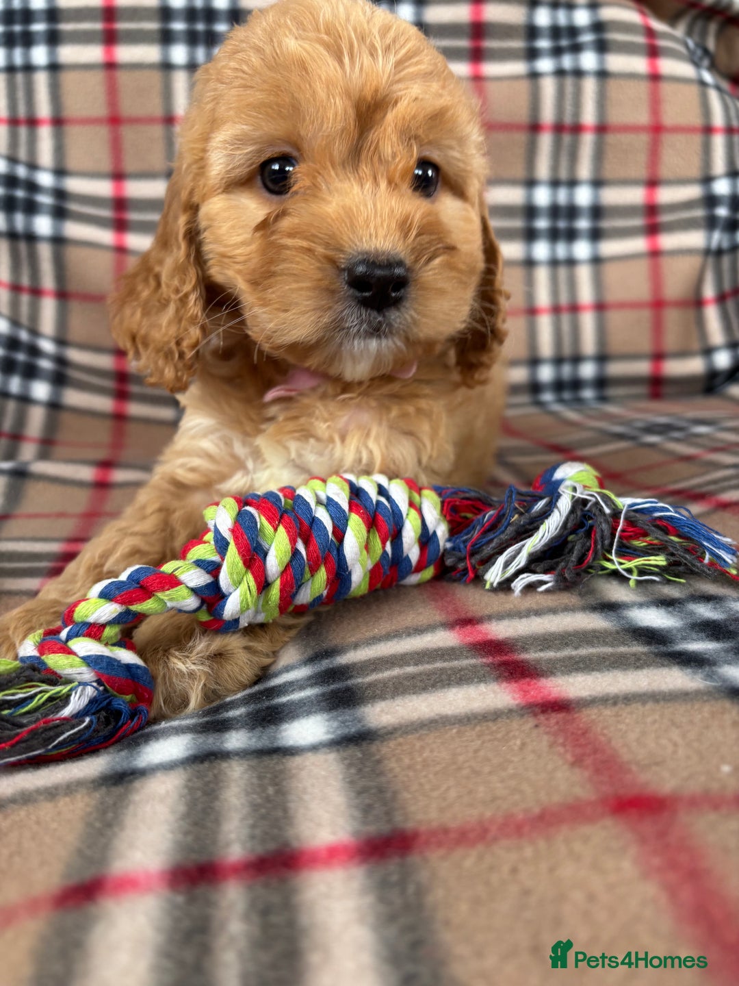 Cockapoo dogs for sale: Fantastic cockerpoos ready for new homes - Image 10