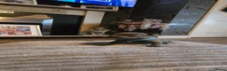 Staffordshire Bull Terrier dogs for sale: 5 beautifully staffy puppies kc registerd  - Advert 22