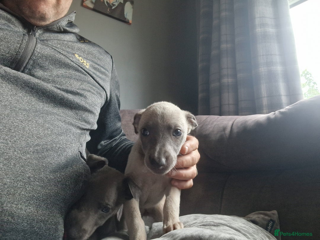 Mixed Breed dogs for sale: Whippet pups - Image 2