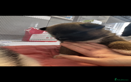 Akita dogs for sale: Bear face American akita  - Image 7