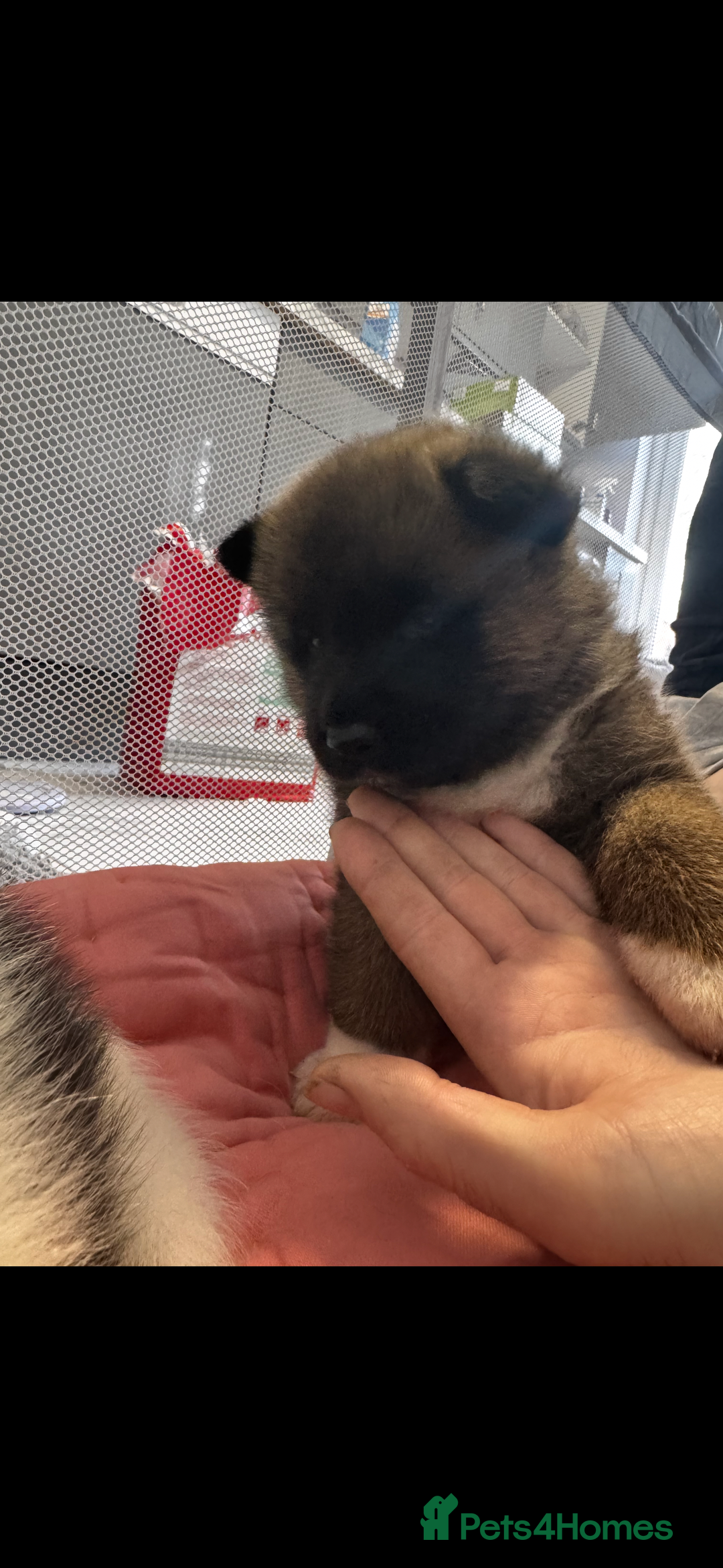 Akita dogs for sale: Bear face American akita  - Image 7