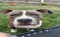 Mixed Breed dogs for sale: American bulldog x staffy  - Image 2