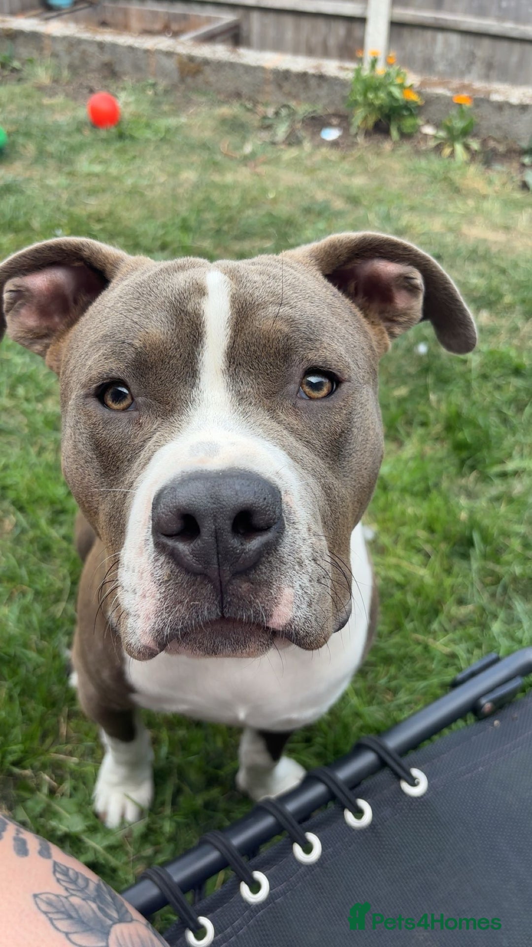 Mixed Breed dogs for sale: American bulldog x staffy  - Image 2