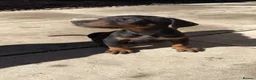 Dobermann dogs for sale: Doberman puppies  - Advert 12
