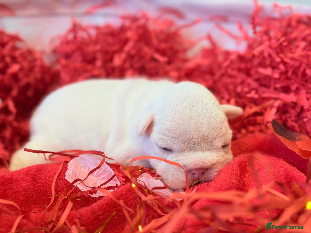 French Bulldog dogs for sale: 6 beautiful French bulldog puppies - Advert 5