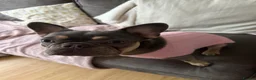 French Bulldog dogs for sale: French bulldog named Luna  in Twickenham - Advert 9