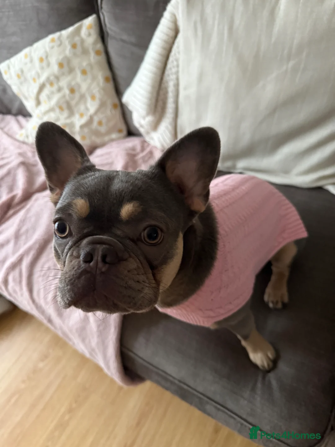 French Bulldog dogs for sale: French bulldog named Luna  in Twickenham - Advert 9