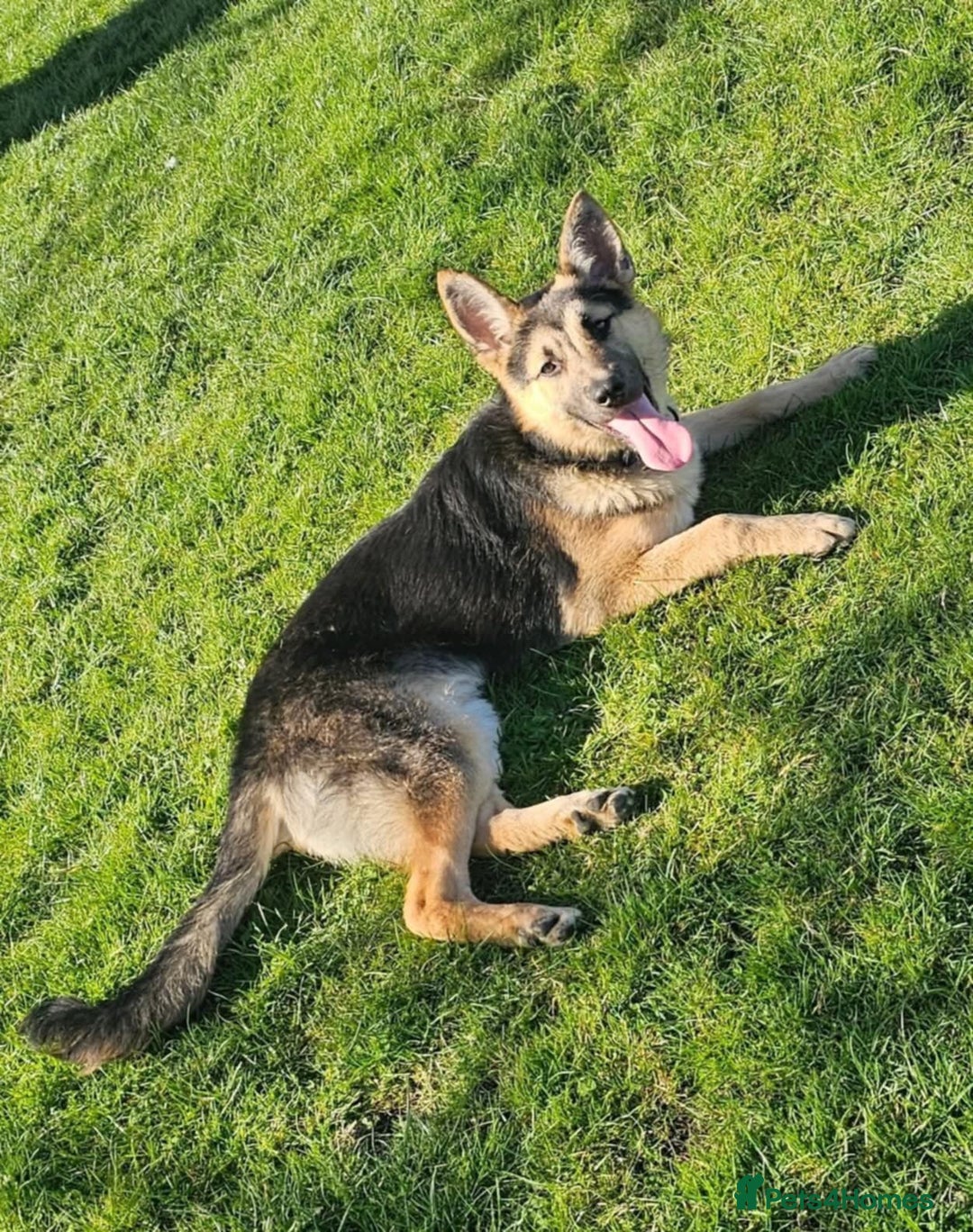 Mixed Breed dogs for sale: Belgium malinois cross German shepherd  - Advert 5