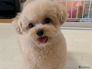 Toy Poodle dogs - Advert 1