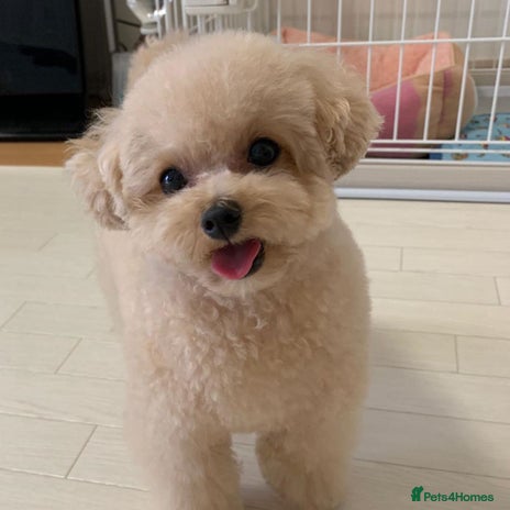 Toy Poodle dogs - Advert 1