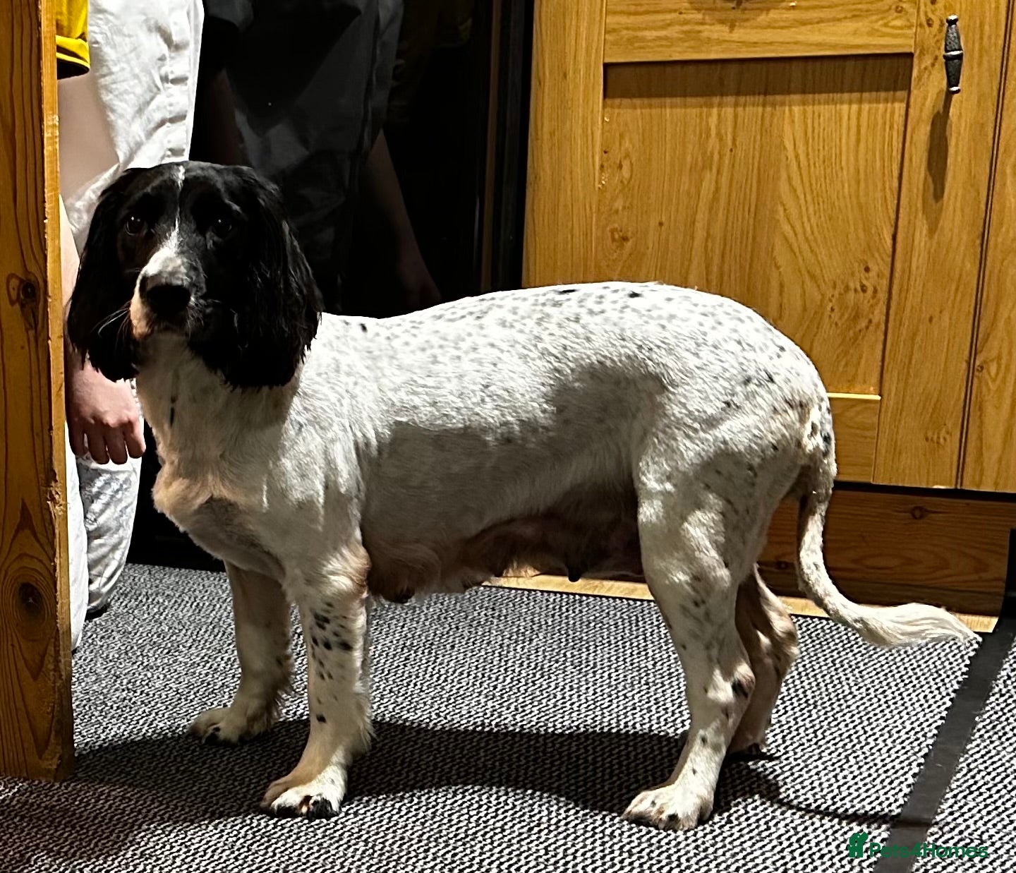 English Springer Spaniel dogs KC registered English Springer Spaniels puppies  - Advert 15