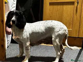 English Springer Spaniel dogs KC registered English Springer Spaniels puppies - Advert 15