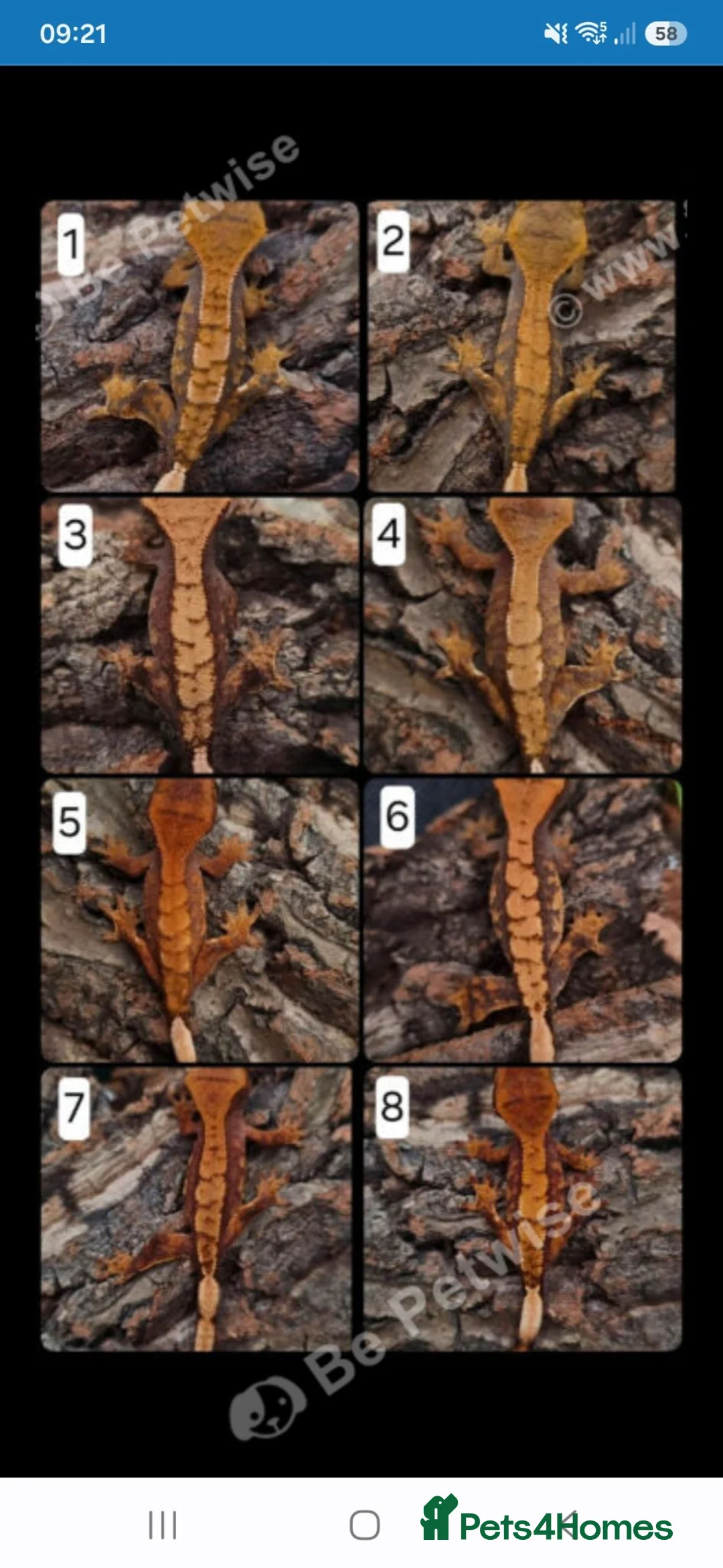 Gecko reptiles for sale: Juvenile Crested Geckos with full Lineage - Advert 1
