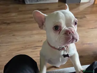 French Bulldog dogs White French Bulldog puppy - Advert 1