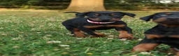 Dobermann dogs for sale: Quality European Dobermann Puppies - 2 Remaining - Advert 21