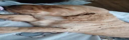 Cockapoo dogs for sale: Beautiful F2 Cockpoo in Sunderland - Advert 27