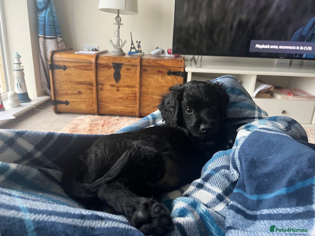 Cavapoo dogs for sale: Our clever little Ricki is ready to leave now!  - Image 2