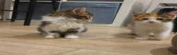 Mixed Breed cats for sale: ​🐾 6 Beautiful Kittens ready to go 💙🩷 - Advert 25