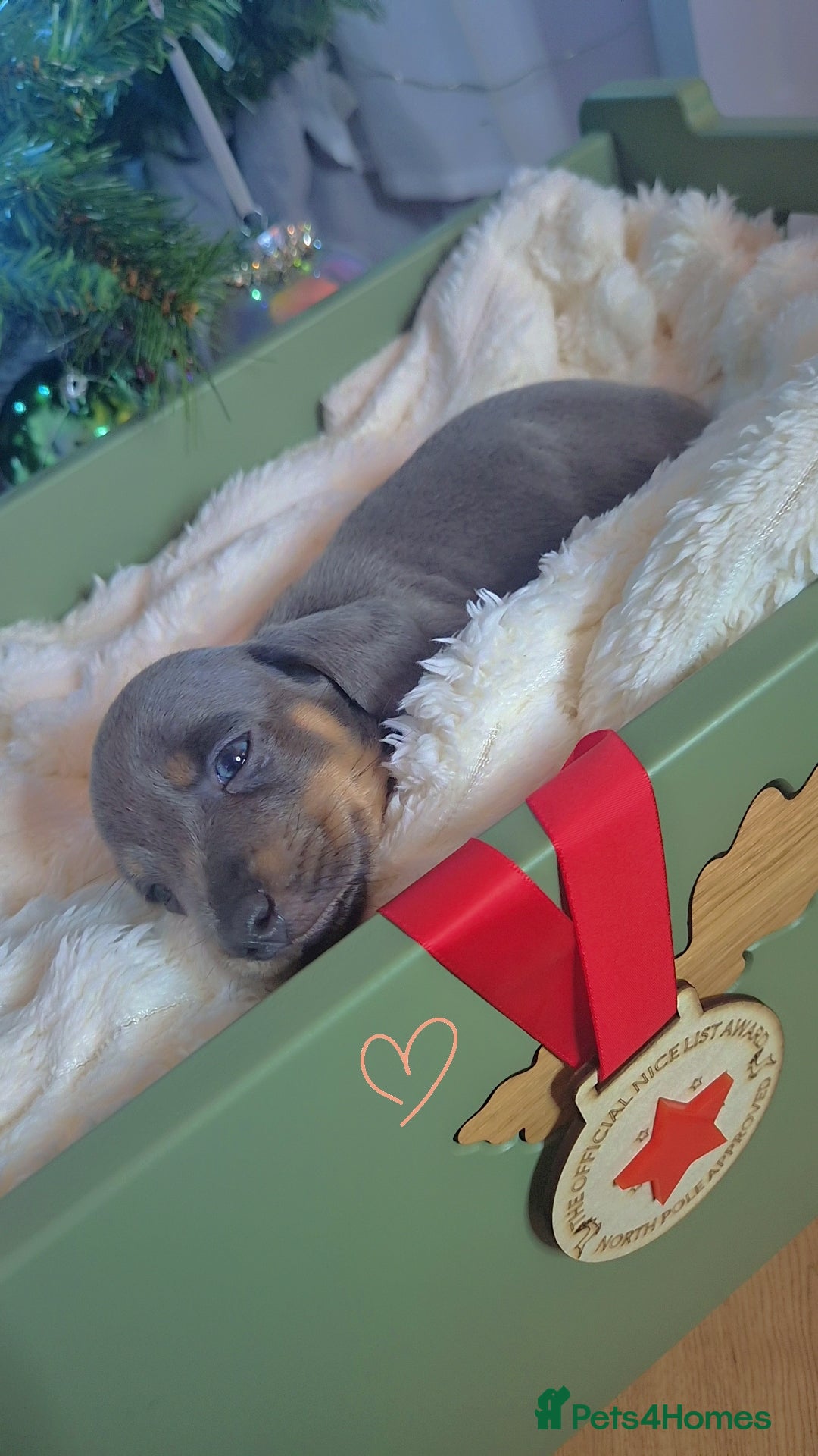 Miniature Dachshund dogs 2 LEFT ⭐️KC Health Tested Miniature Dachshund ⭐️ - Advert 17