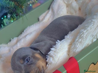 Miniature Dachshund dogs 2 LEFT ⭐️KC Health Tested Miniature Dachshund ⭐️ - Advert 17