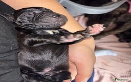 Cane Corso dogs for sale: Cane Corso first litter of puppies !! - Image 16