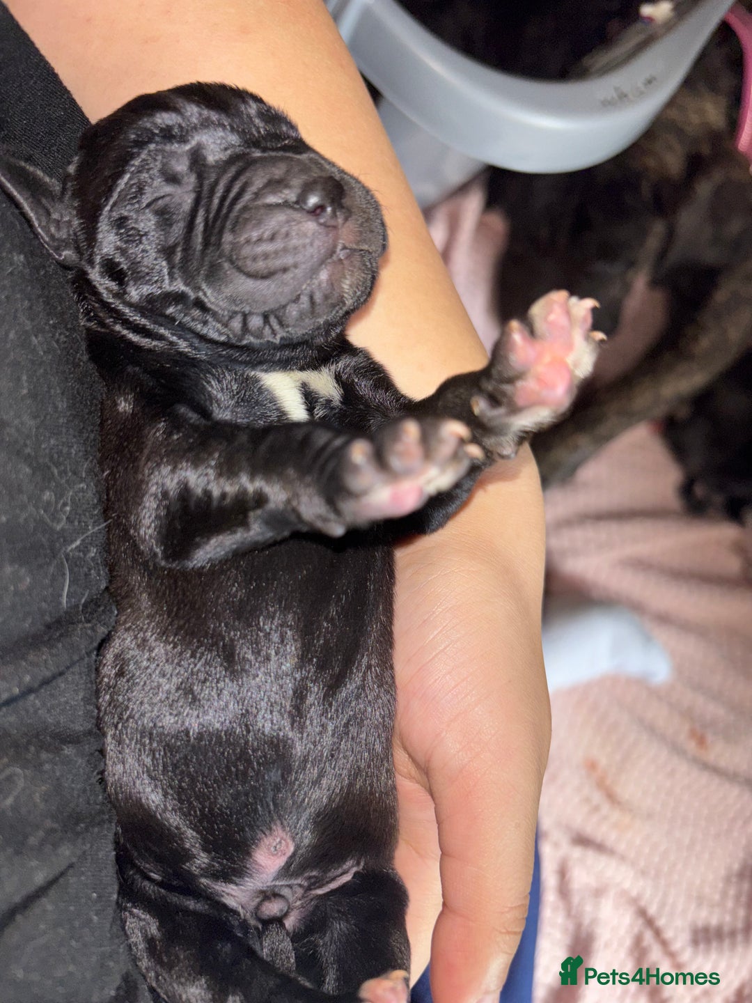 Cane Corso dogs for sale: Cane Corso first litter of puppies !! - Image 16