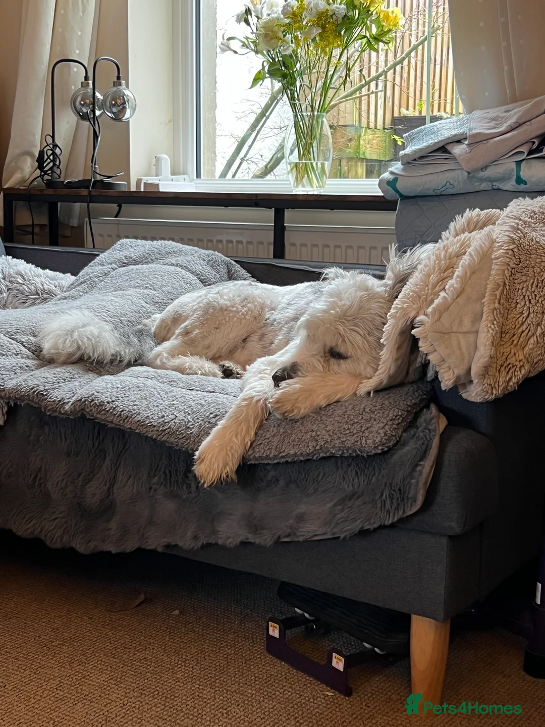 Mixed Breed dogs for adoption: Brian is looking for a home -Mioritic Shepherd  - Advert 23