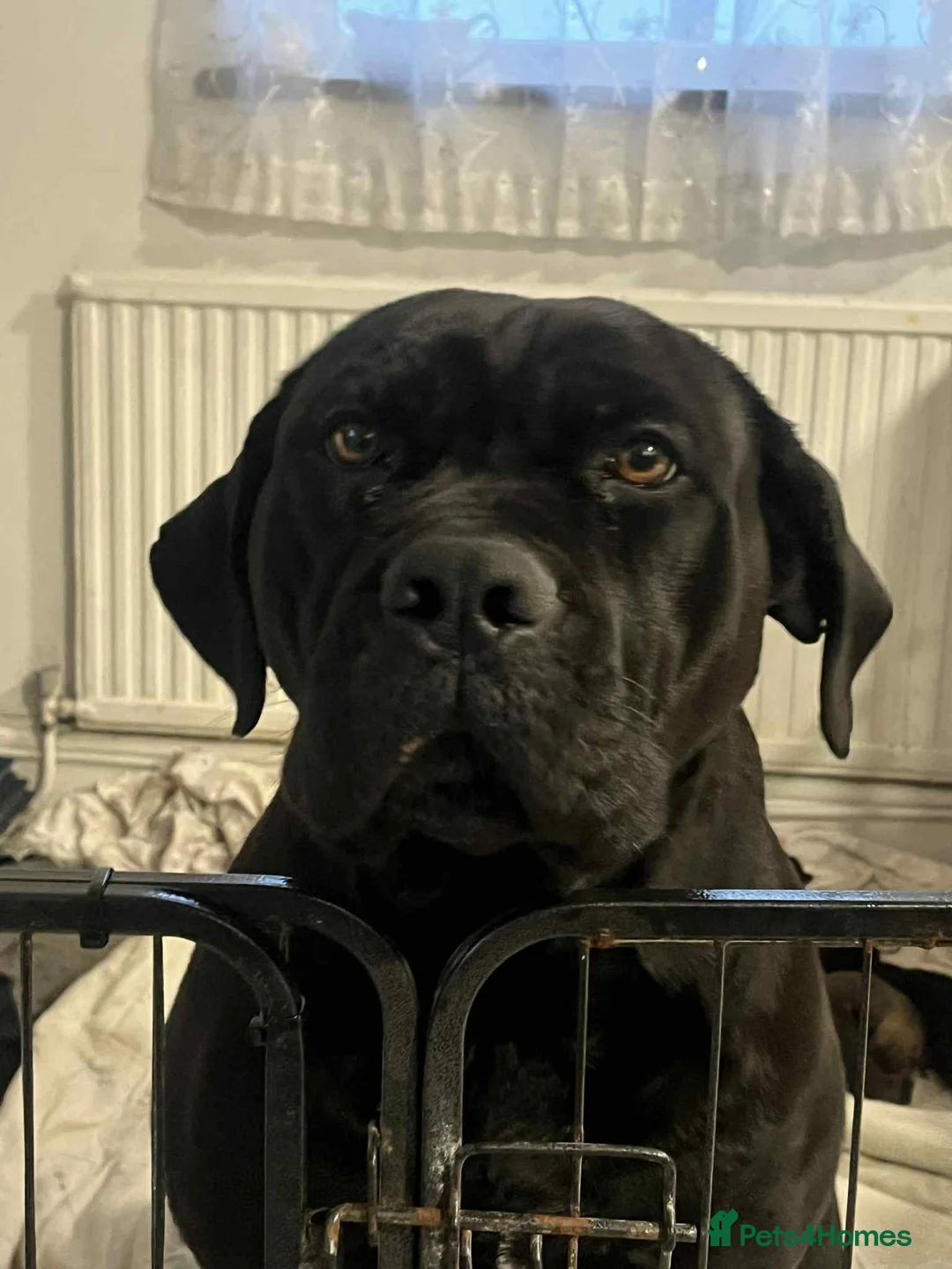 Mixed Breed dogs for sale: Cain Corso x Rottweiler puppies - Advert 4