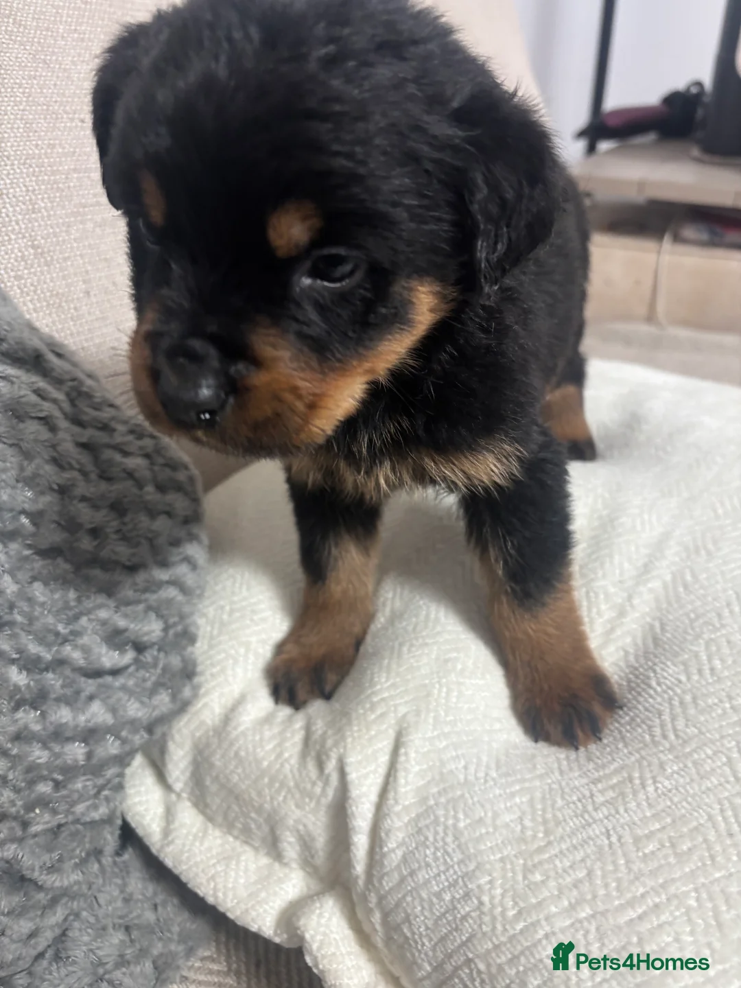 Rottweiler dogs for sale: 🐾🐶 beautifulRottweiler puppies 3 Girls Left🐶🐾 - Advert 13
