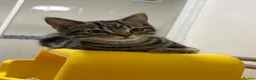 Scottish Fold cats for sale: 🐱💗💝 Only miss sassy left £350 💝💗🐱 - Advert 5
