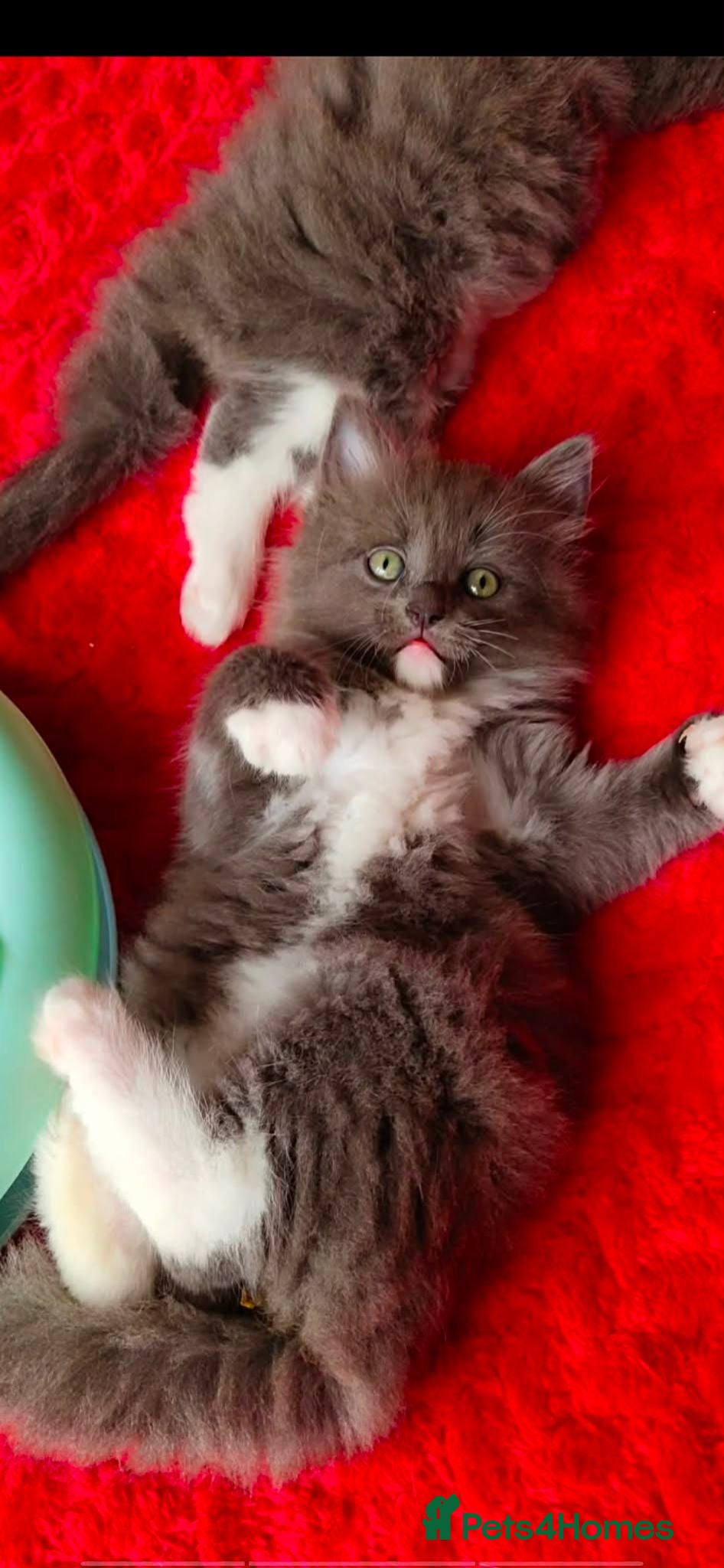 Mixed Breed cats KITTENS - Advert 2